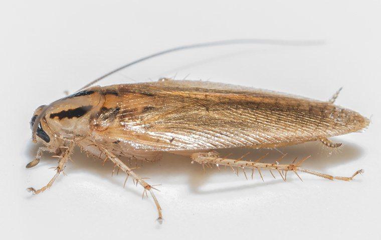 a close up of a german cockroach