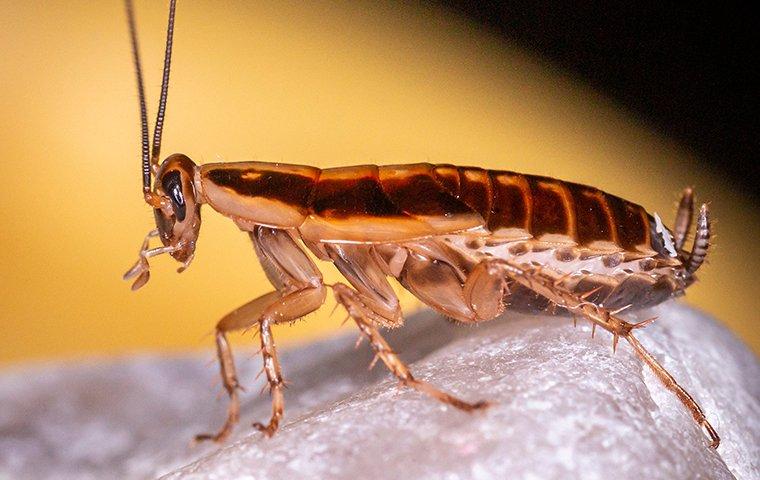 a german cockroach in a living room