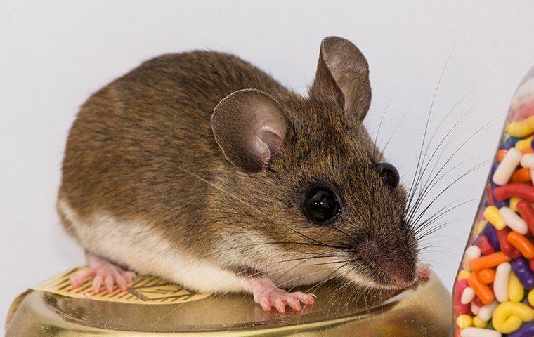 House Mouse