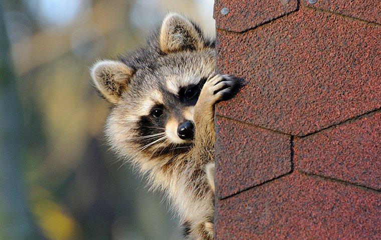 a small raccoon looking around a corner of a home