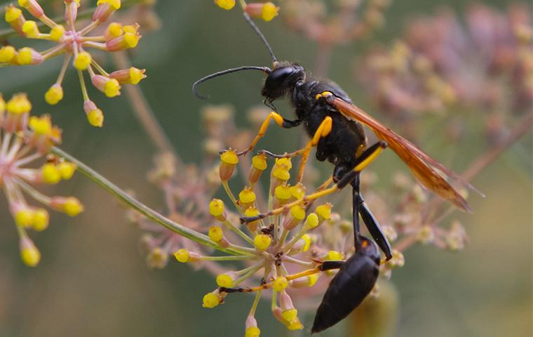 mud dauber on flower