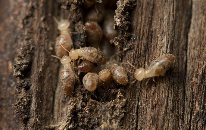 termites in wood outside a home