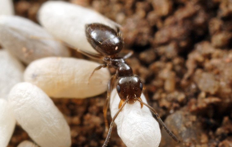 a rover ant on the ground