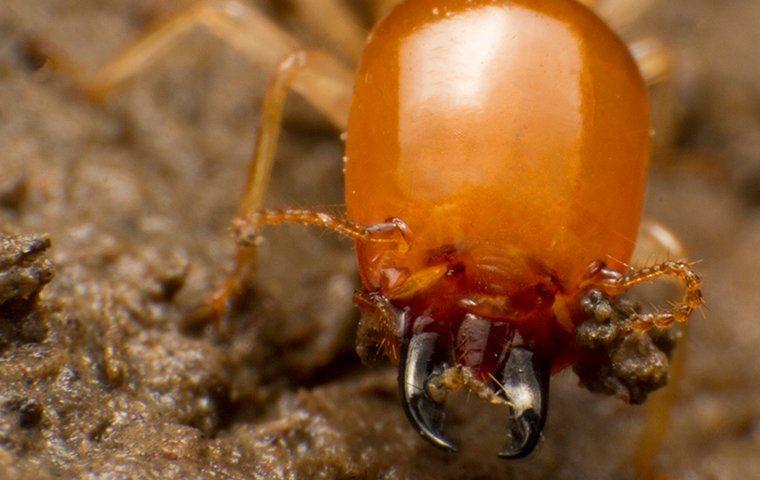 a termite eating wood