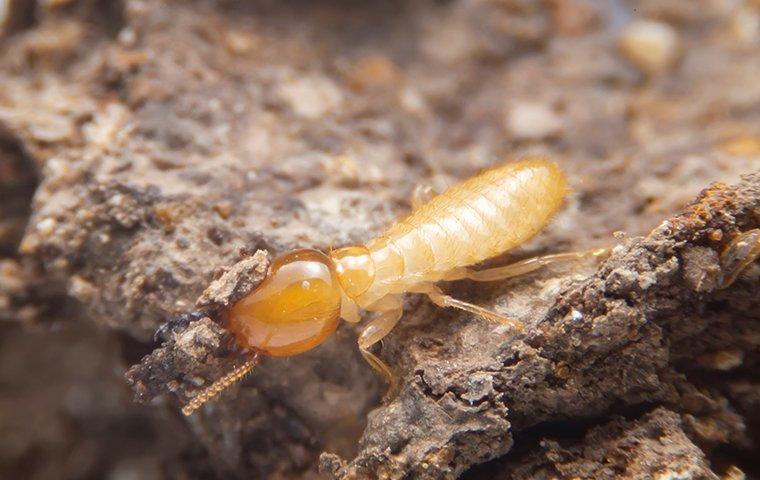 termite walking on wood nest