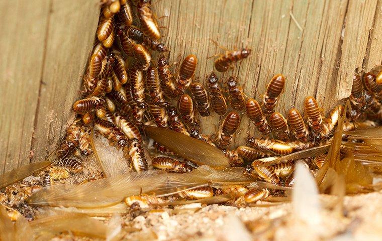 termites and alates swarmers crawling in wood wall