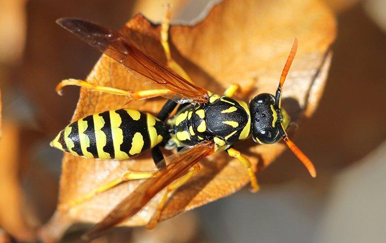 a wasp on a leaf outside