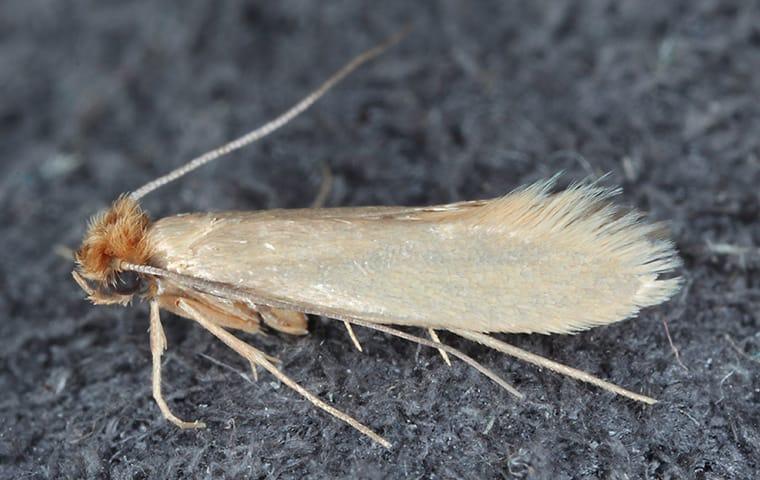 clothes moth on rug
