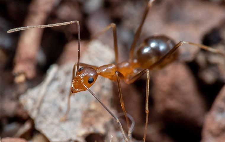 Get Rid of Rasberry Crazy Ants: Tawny Crazy Ant Control