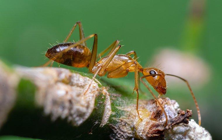 crazy ant on leaf stem