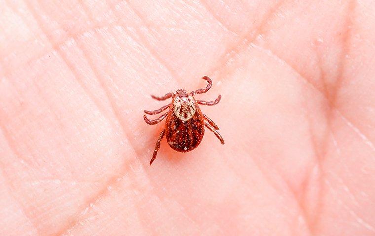 tick biting hand