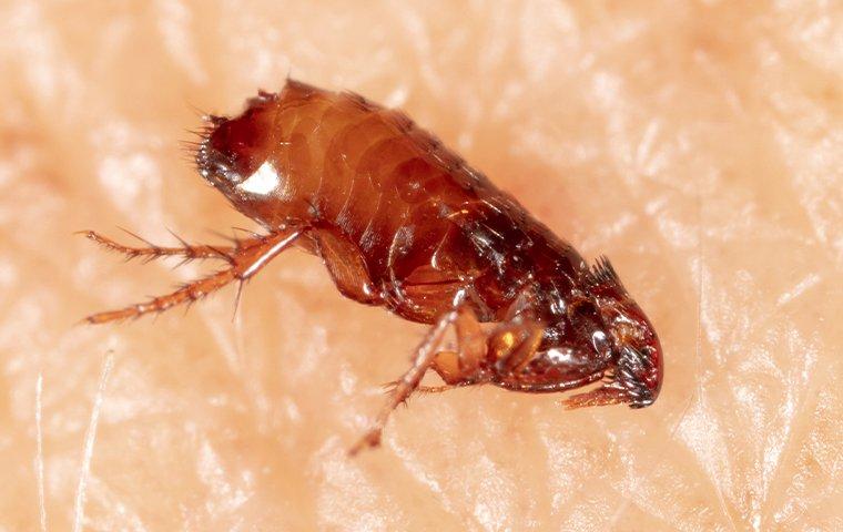 a flea jumping in a home in beauregard