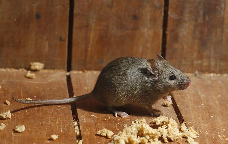 a mouse eating bread crumbs in a home