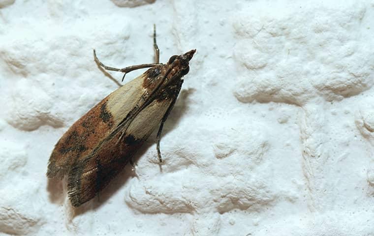 indian meal moth in flour