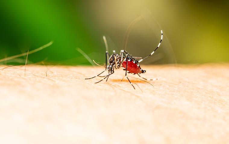 close up of mosquito biting