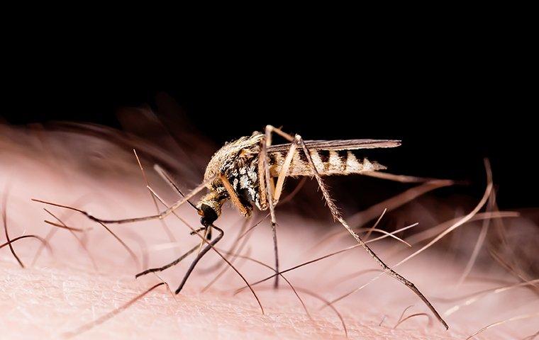a mosquito biting skin in opelika alabama