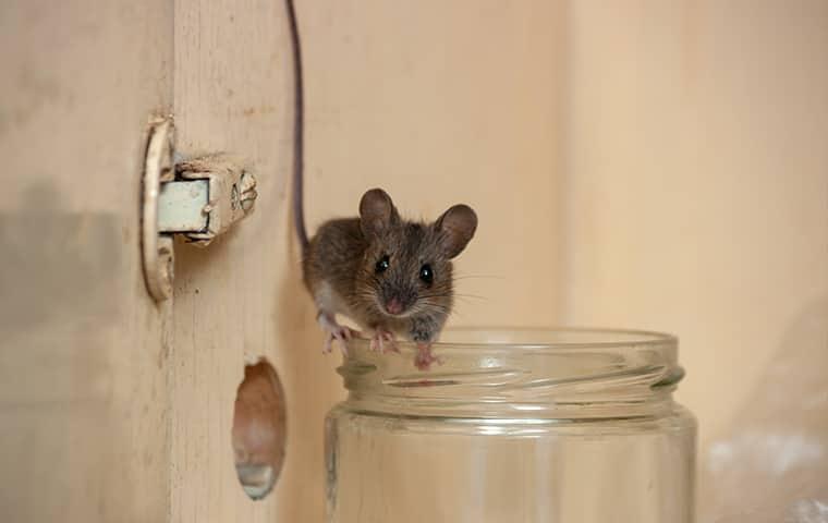 a house mouse perched on a jar in a cupboard in valley alabama