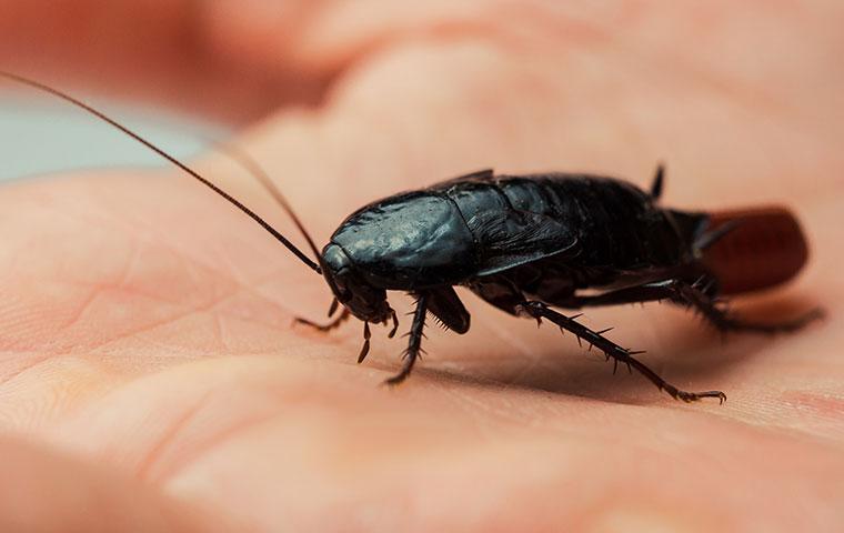 an oriental cockroach on a persons hand