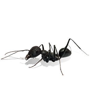 cropped ant