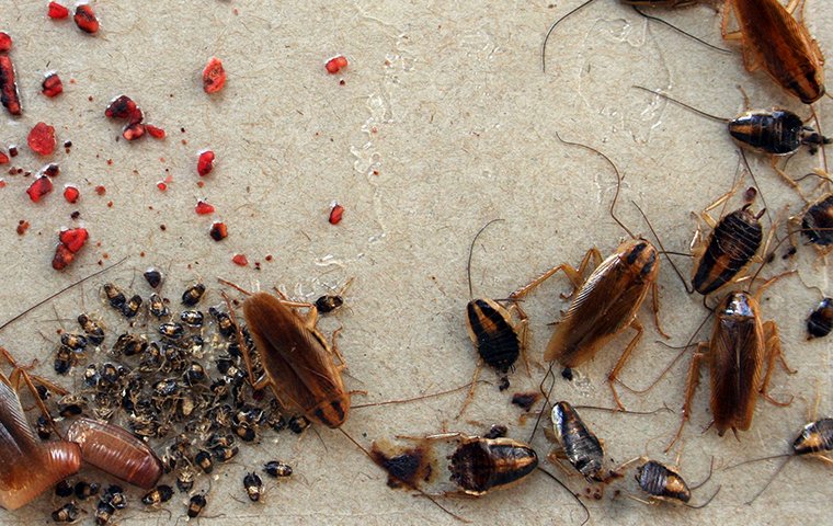 cockroaches in a house