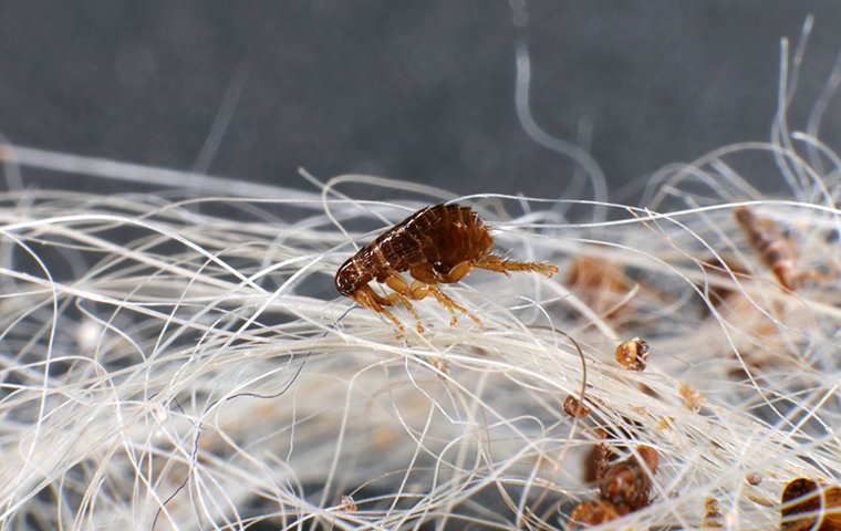 fleas in pet hair