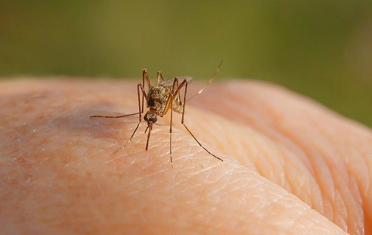mosquito biting a person on the hand