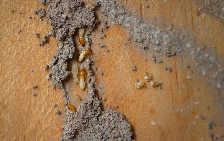 termites in a mud tube on wood