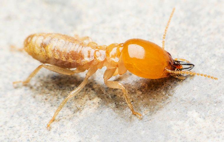 a termite crawling in a home in lake martin alabama