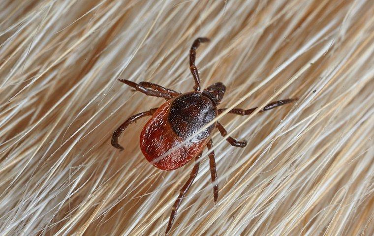 close up of tick on hair