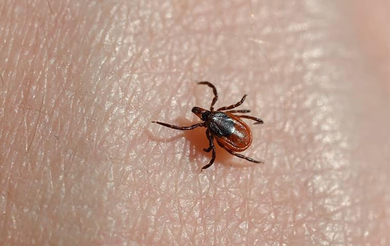 tick biting arm