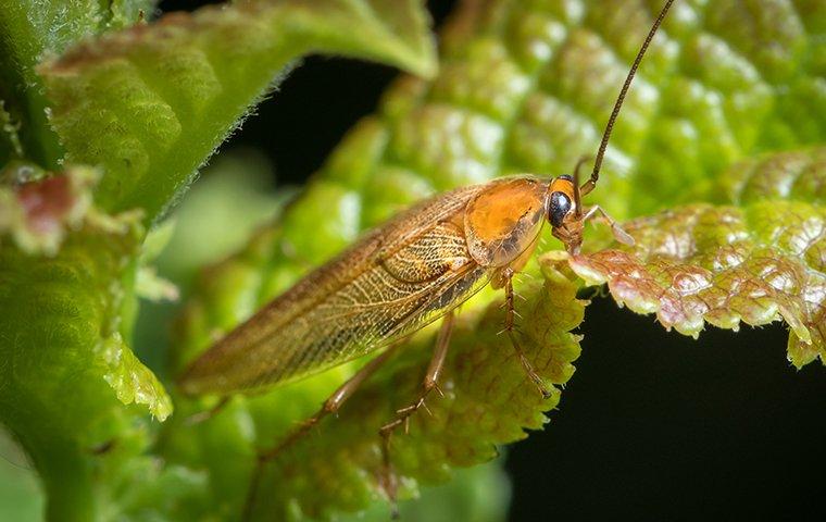 a cockroach on a plant outside