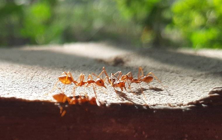 fire ants on rock landscaping