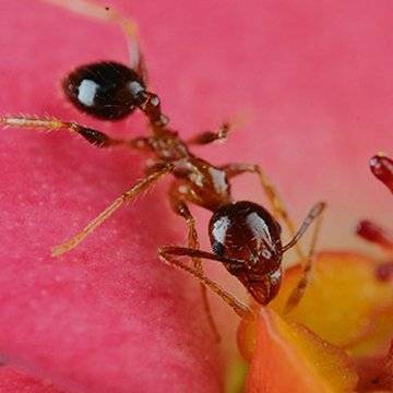 ant on a flower