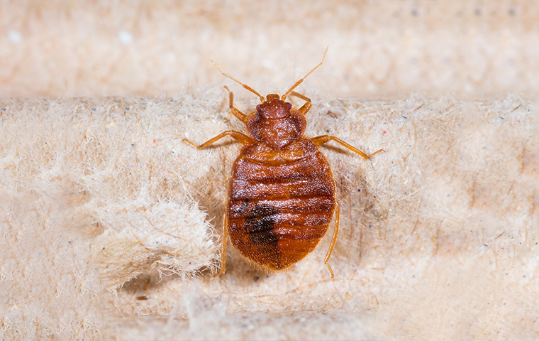 Bed Bugs A Guide To Bed Bug Control Prevention In Texas