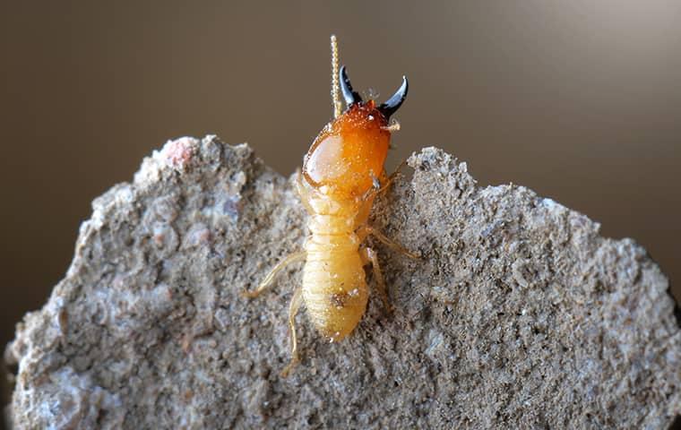 Termite Control Services termite in houston foraging near home