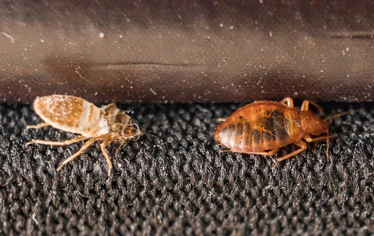 Tired Of Bed Bugs? We Can Help bed bugs on a rug in texas