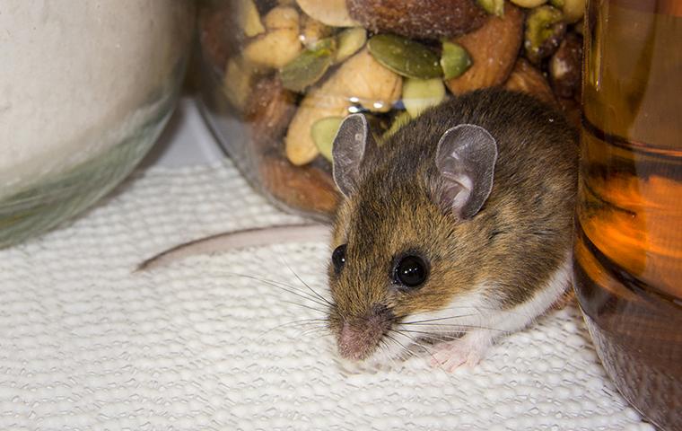 No One Wants Mice In Their Kitchen mouse in a kitchen in texas