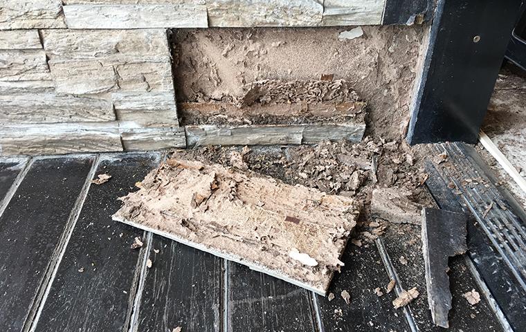 Avoid Termite Damage With A Prevention Plan an exterior wall with termite damage at a home in texas