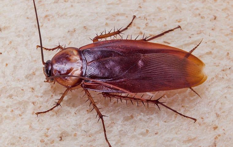 an american cockroach crawling on paper inside a business in boca raton florida