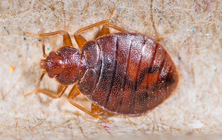 Bed Bugs Are Tenacious Pests & Breed Quickly a bed bug crawling in a home in delray beach florida
