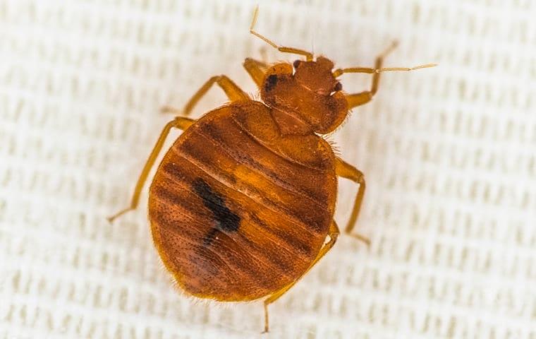 a bed bug crawling on bedding in a home in lake worth florida