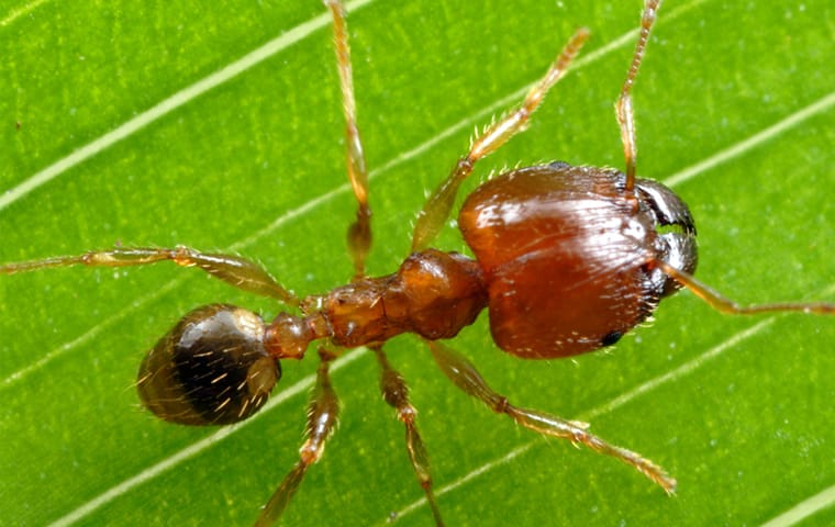 Ants Are A Nuisance & Damage Personal Property a big headed ant crawling on a leaf outside of a home in riviera beach florida
