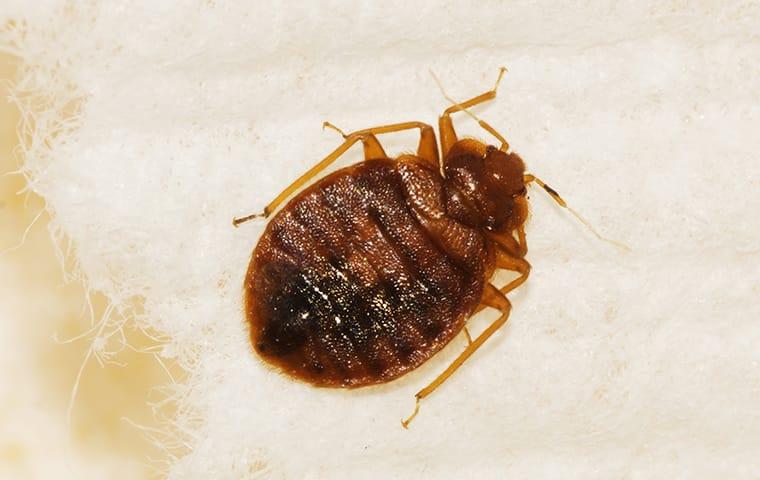 Blog - 3 Things You Can Do To Avoid Bed Bugs In Pompano Beach During ...