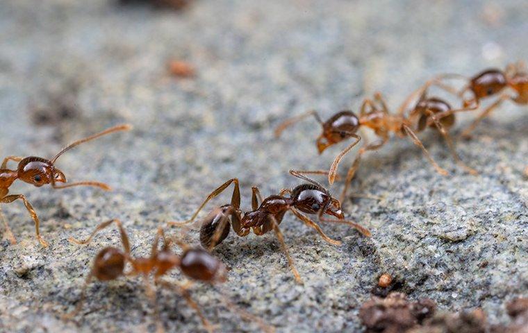 Blog - What Every Boca Raton Homeowner Ought To Know About Ant Prevention