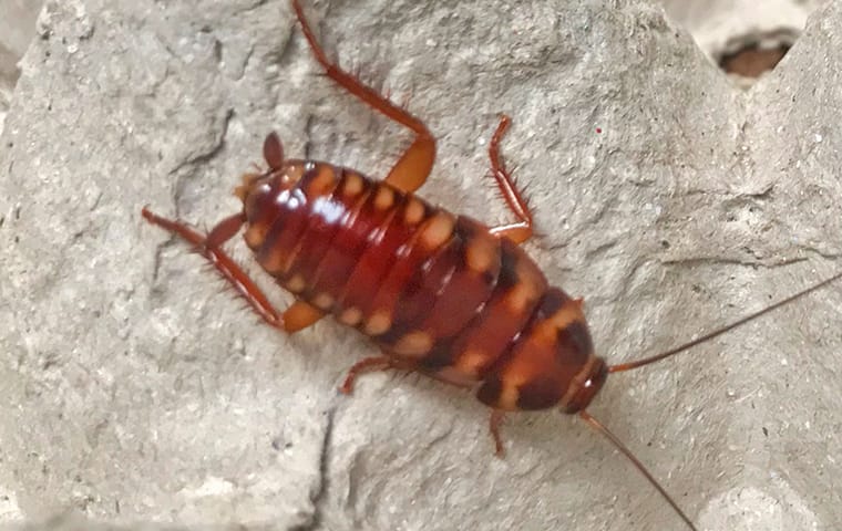 a brown banded cockroach crawling on an egg carton in a lake worth florida home