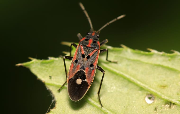 Lawn Pests Can Lead To Unhealthy Yards a chinch bug on leaf outside home in palm beach florida