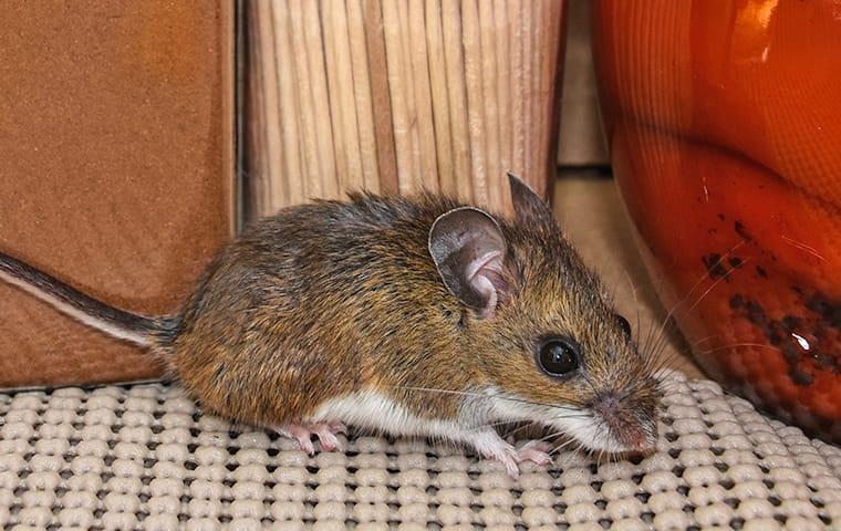 a house mouse crawling inside a kitchen in boca raton florida