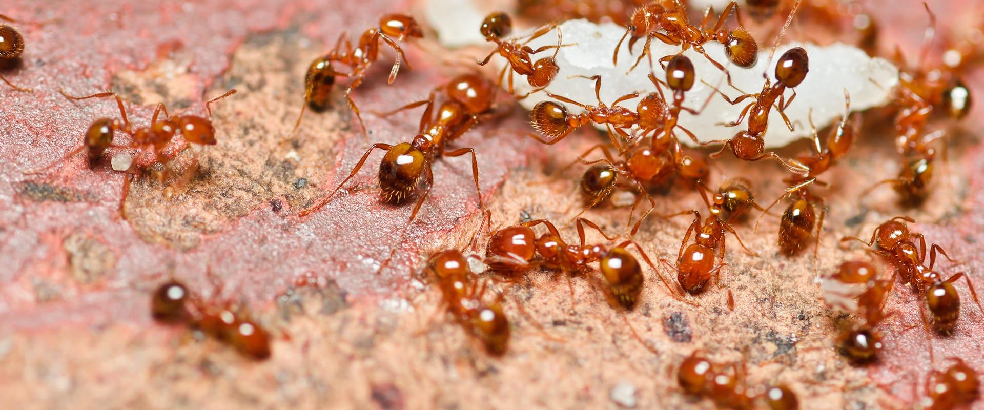 a swarm of fire ants outside of a home in boca raton florida
