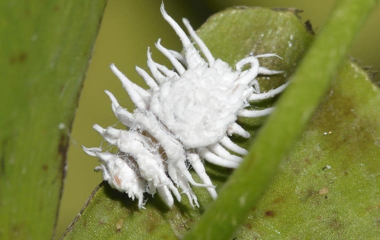 a mealy bug crawling on a plant in a garden in boca raton florida