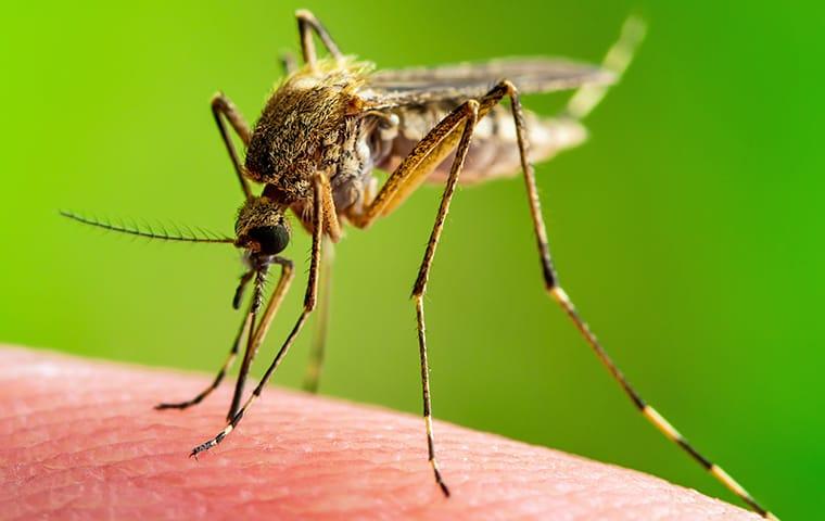 a mosquito biting the skin of a lake worth florida resident
